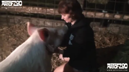 ดูคลิปxxx ลูกสาวเจ้าของฟาร์ม แอบถ่ายคลิปลองทดสอบเย็ดกับหมู Pig xxx